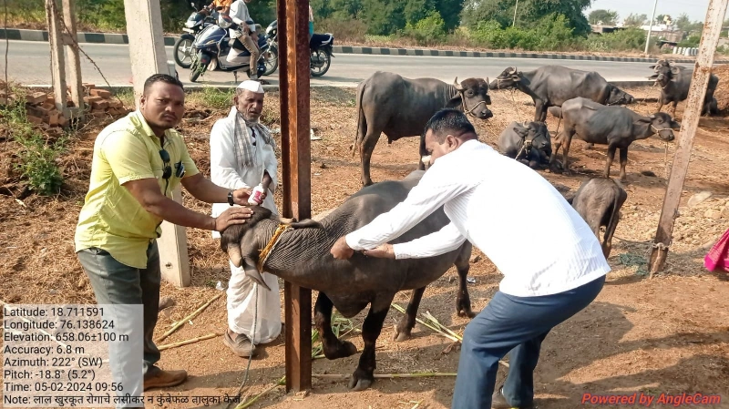 लाल खुरकूत रोग लसीकरण मोहीम